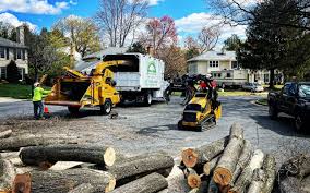 Reliable Monarch Mill, SC Tree Services Solutions