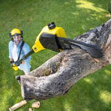 Best Palm Tree Trimming  in Monarch Mill, SC