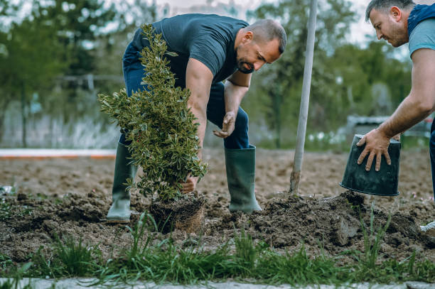 Best Root Management and Removal  in Monarch Mill, SC
